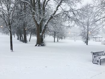 Bare trees on snow covered landscape