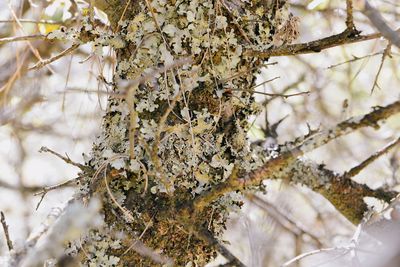 Close-up of snow on tree