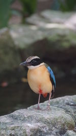 Close-up of bird perching on rock