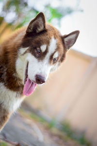 Cute siberian husky dog sit and looking at something in the garden, on natural background