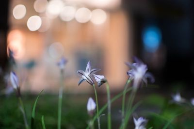 Close-up of flowers against blurred background