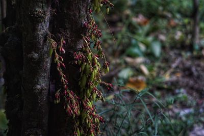 Close-up of berries growing on tree trunk in forest