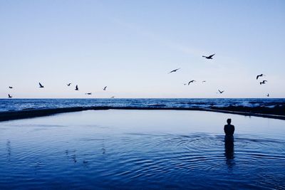 Birds flying over sea