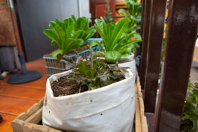 Close-up of potted plant on table