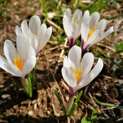 Close-up of white crocus flowers on field