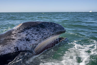 Mexico, baja california, head of gray whale (eschrichtius robustus) breaching in san ignacio lagoon