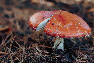 Red toadstool with on a white leg in the forest