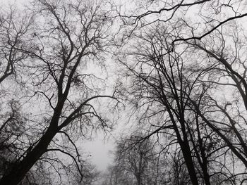 Low angle view of bare trees against clear sky