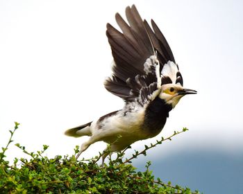 Low angle view of bird flying against clear sky