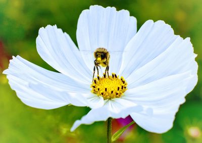 Close-up of bee pollinating on flower