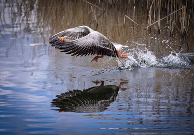 Bird flying over lake