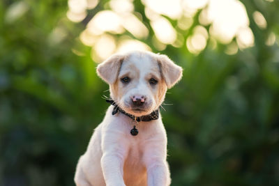 Close-up portrait of dog sticking out tongue outdoors