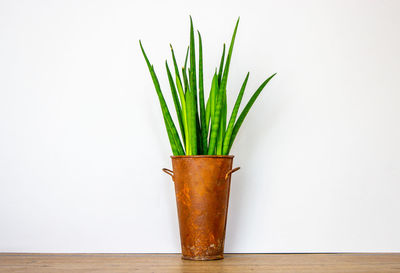 Close-up of potted plant on table against white background