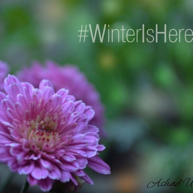 flower, freshness, focus on foreground, close-up, petal, fragility, growth, beauty in nature, flower head, nature, blooming, selective focus, pink color, plant, purple, day, outdoors, no people, park - man made space, in bloom