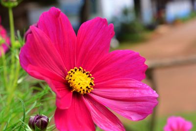 Close-up of pink cosmos flower