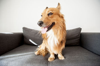 Dog sitting on sofa at home