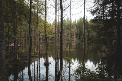 Scenic view of lake amidst trees in forest