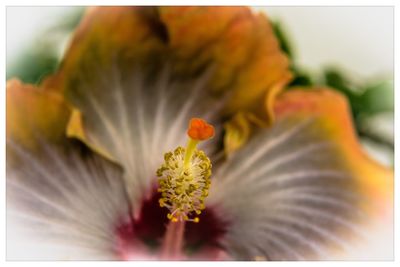 Close-up of flower