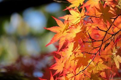 Close-up of maple leaves