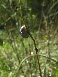 Close-up of snail on tree