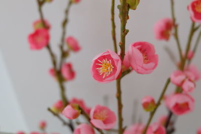 Close-up of pink cherry blossom
