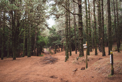 Trees in forest