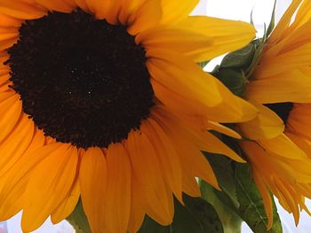 Close-up of sunflower