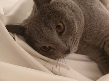 Close-up portrait of a cat