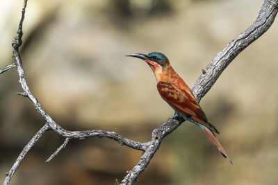 Close-up of bird perching on branch