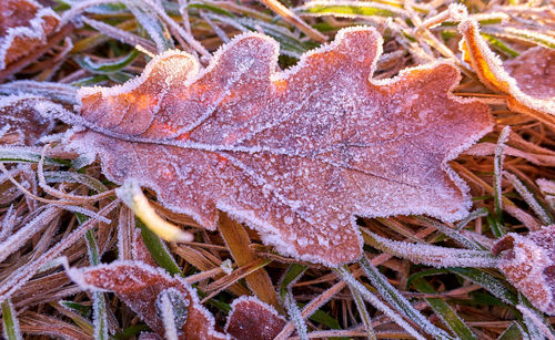 Close-up of frosted dry leaves on field during winter