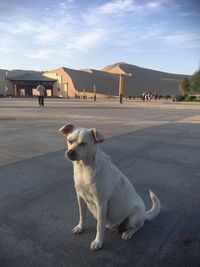 Dog on road against sky