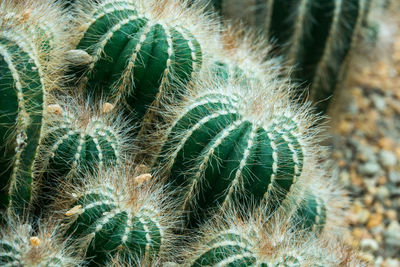 Full frame shot of succulent plant