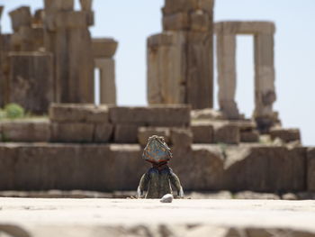 Lizard at old ruins