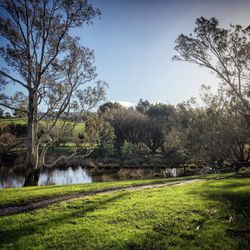 Scenic view of field against clear sky