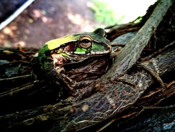 Close-up of frog on tree branch