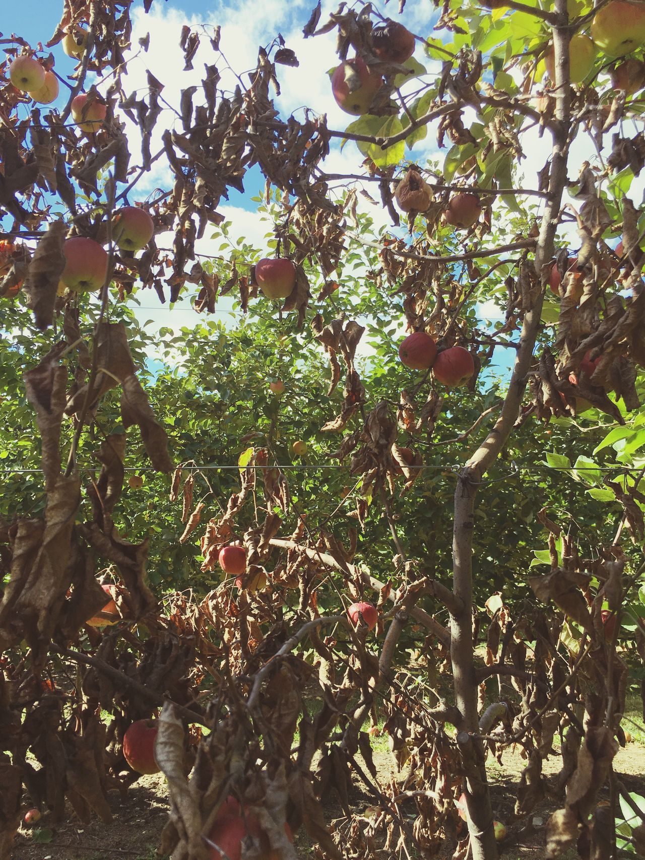 Dead Apple tree