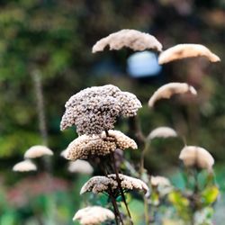 Close-up of mushroom growing on field