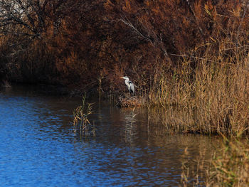 View of birds in lake