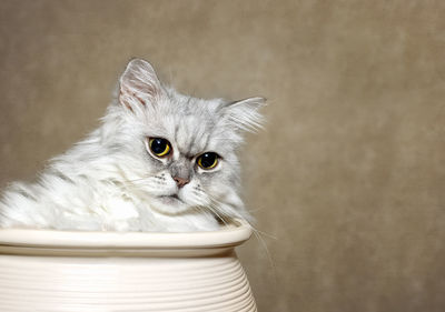 Close-up portrait of white cat against wall