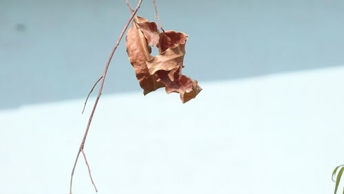 Close-up of dry leaf against clear sky