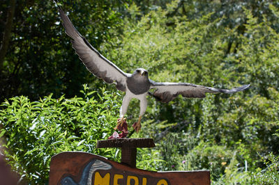 Bird flying in a forest