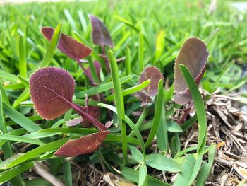 Close-up of fresh green plant in field