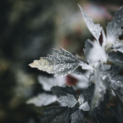 Close-up of wet leaves on plant during winter