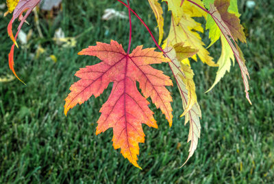 Close-up of maple leaves on branch