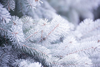 Close-up of frozen plant