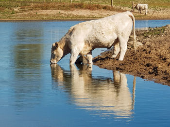 Horse standing in lake