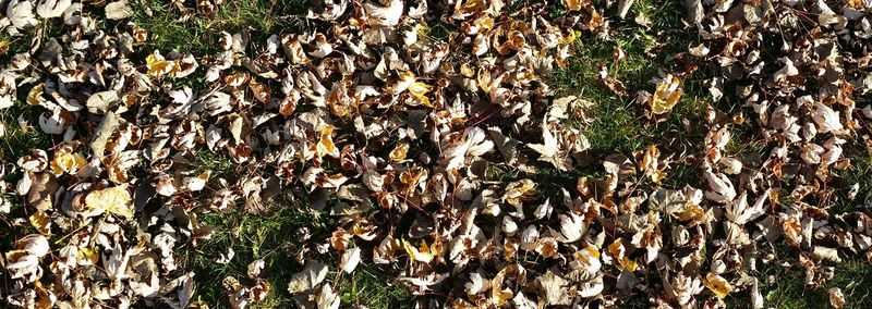 High angle view of dry leaves