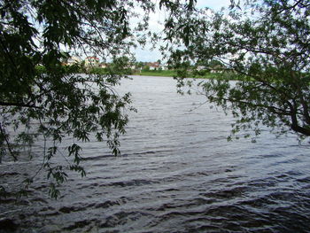 Scenic view of lake in forest