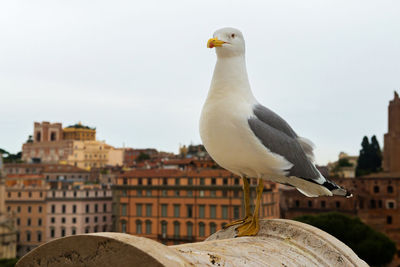 Macro portrait of seagull sitting on the top of building in roma italy