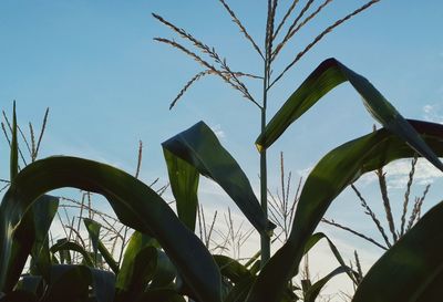 Low angle view of plants growing against sky